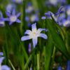 blue star, flower, plant