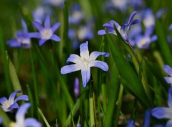 blue star, flower, plant