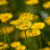 flowers, dyer hundskamille, wildflowers