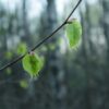 a couple of green flowers on a branch