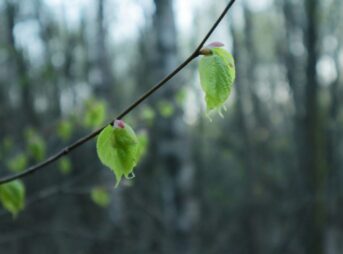 a couple of green flowers on a branch