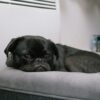 black pug puppy lying on gray bed