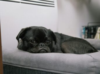 black pug puppy lying on gray bed